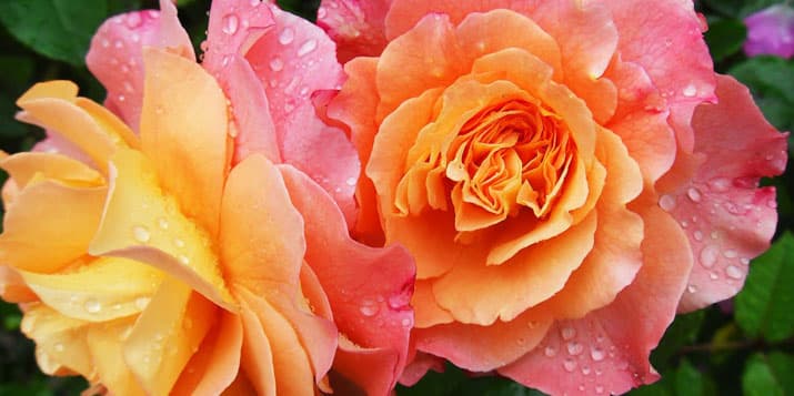 Flores para cada signo del zodiaco